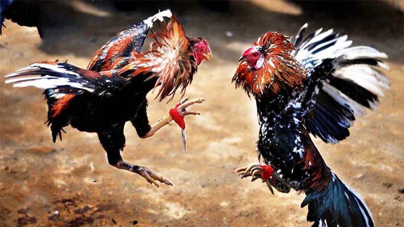 Trực Tiếp Đá Gà Thomo Hôm Nay Bộ Môn Hot Nhất Tại Sumvip Ltd Lý giải sức hút của chuyên mục trực tiếp đá gà Thomo hôm nay nhanh nhất