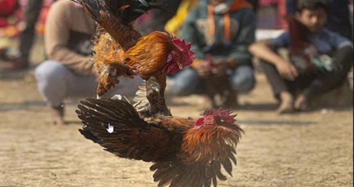 Trực Tiếp Đá Gà Thomo Hôm Nay Bộ Môn Hot Nhất Tại Sumvip Ltd Trực Tiếp Đá Gà Thomo Hôm Nay - Luật thắng thua của trường gà Thomo